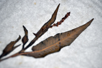 Detalle 1